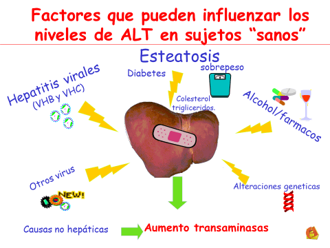 TRANSAMINASAS ALTERADAS. (Información para pacientes).