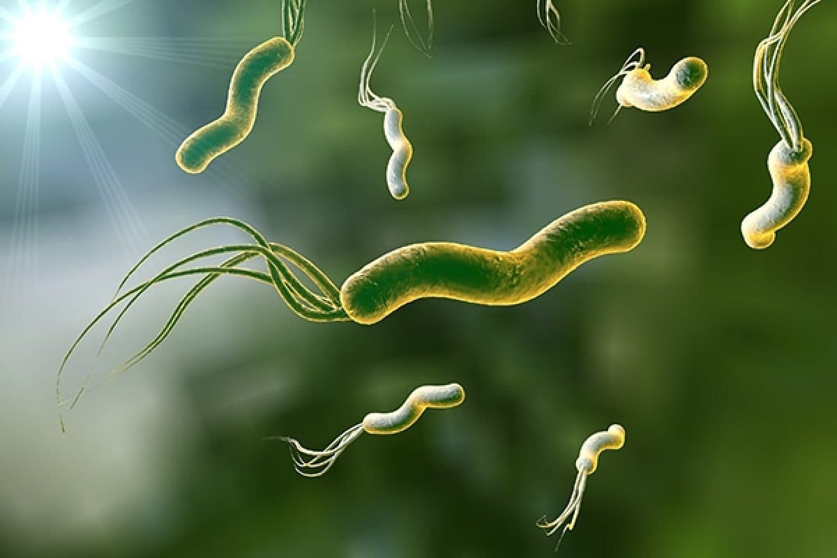 HELICOBACTER PYLORI. -Información para pacientes.
